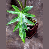 Philodendron Radiatum Variegated Exact Plant - Indoor Rare Plant - Large Form - Plants Lover Gift - Live Plant - US Seller