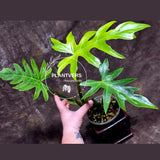 Philodendron Radiatum Variegated Exact Plant - Indoor Rare Plant - Large Form - Plants Lover Gift - Live Plant - US Seller