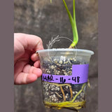 Monstera Aurea Variegated Borsigiana in a Nursery Pot - Monstera Marmota - Exact Same Plant - Beginners Plant - US Seller