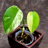 Monstera Aurea