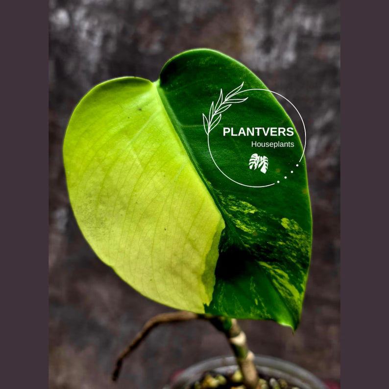 Monstera Marmota