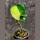 Monstera Aurea 
