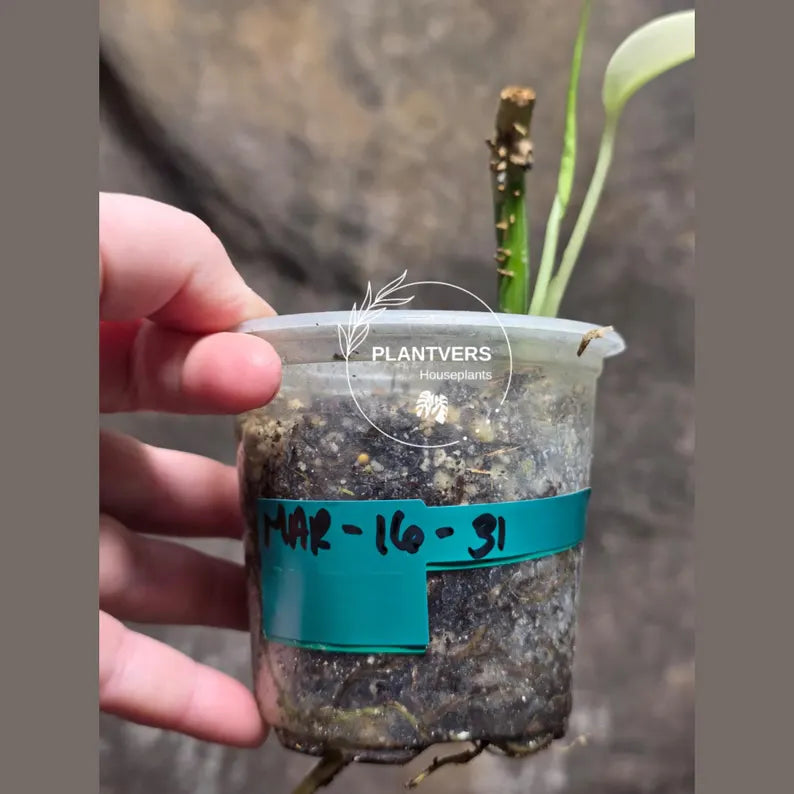 RARE Variegated Epipremnum Pinnatum Albo Plant in a Nursery Pot - Exact SAME Plant - US Seller