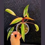 Variegated Philodendron Strawberry Shake Live Plant - Rare Collector Plant - EXACT Plant - US Seller