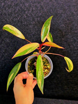 Variegated Philodendron Strawberry Shake Live Plant - Rare Collector Plant - EXACT Plant - US Seller