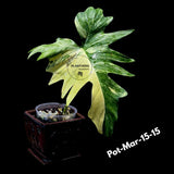 Variegated Philodendron Florida Beauty x Mayoi Exact Plant - Super RARE Live Plants - Stunning Hybrid Aroid with Marbled Foliage - US Seller