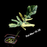 Variegated Philodendron Florida Beauty x Mayoi Exact Plant - Super RARE Live Plants - Stunning Hybrid Aroid with Marbled Foliage - US Seller