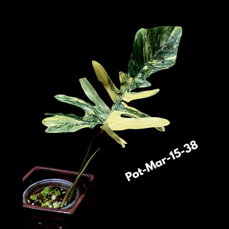 Variegated Philodendron Florida Beauty x Mayoi Exact Plant - Super RARE Live Plants - Stunning Hybrid Aroid with Marbled Foliage - US Seller