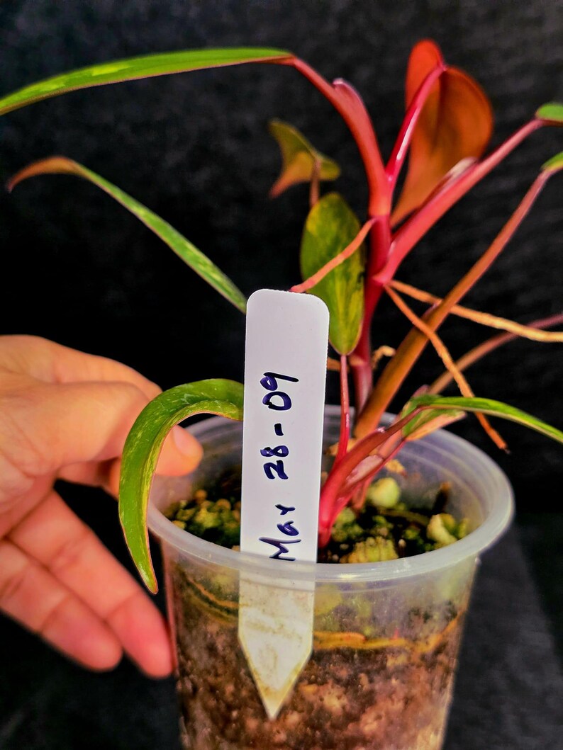 Variegated Philodendron Strawberry Shake Live Plant - Rare Collector Plant - EXACT Plant - US Seller