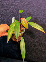 Variegated Philodendron Strawberry Shake Live Plant - Rare Collector Plant - EXACT Plant - US Seller