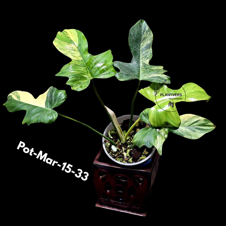Variegated Philodendron Florida Beauty x Mayoi Exact Plant - Super RARE Live Plants - Stunning Hybrid Aroid with Marbled Foliage - US Seller