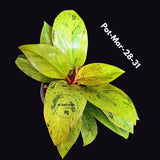 Philodendron Red Congo Variegated Live Plant - Dwarf Red Congo Indoor Outdoor Gardening Super Rare Plants - Hard to Come By - US Seller