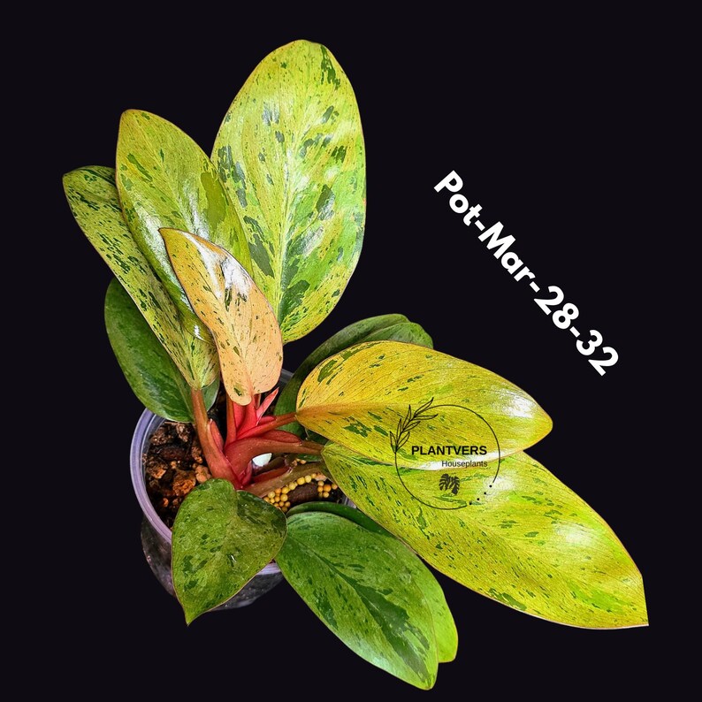 Philodendron Red Congo Variegated Live Plant - Dwarf Red Congo Indoor Outdoor Gardening Super Rare Plants - Hard to Come By - US Seller