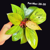Philodendron Red Congo Variegated Live Plant - Dwarf Red Congo Indoor Outdoor Gardening Super Rare Plants - Hard to Come By - US Seller
