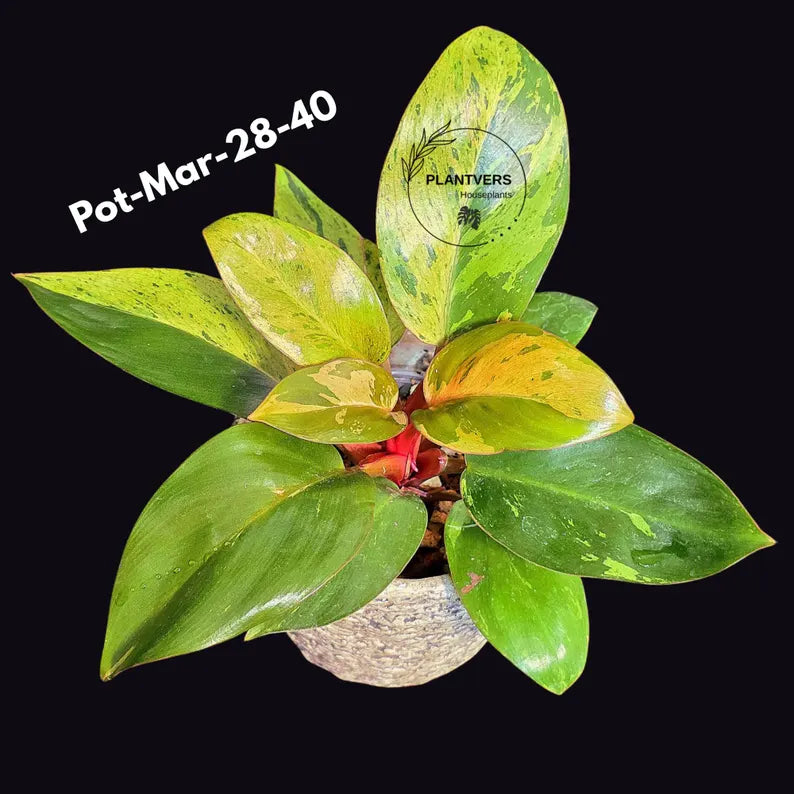 Philodendron Red Congo Variegated Live Plant - Dwarf Red Congo Indoor Outdoor Gardening Super Rare Plants - Hard to Come By - US Seller