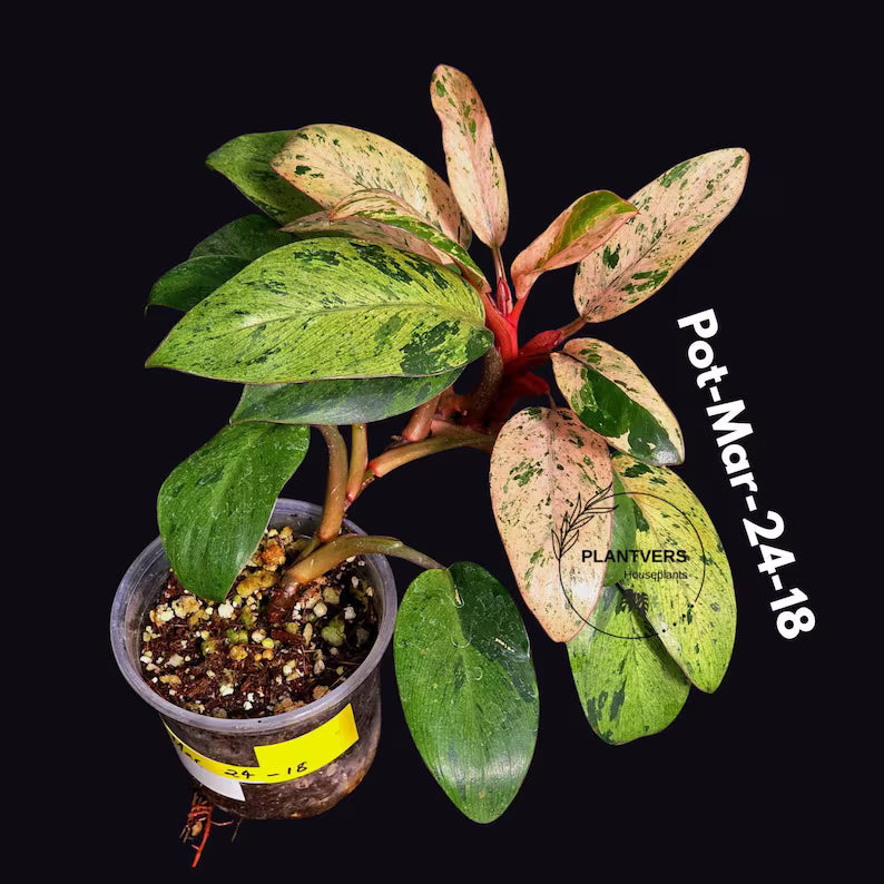 Philodendron Red Congo Variegated Live Plant - Dwarf Red Congo Indoor Outdoor Gardening Super Rare Plants - Hard to Come By - US Seller