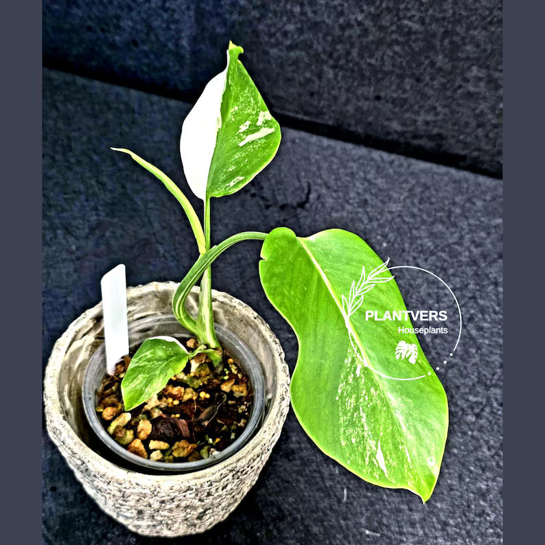 Rare Variegated Monstera Albo Half-Moon Leaf Plant - White Albo Borsigiana EXACT Plant - US Seller