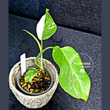 Rare Variegated Monstera Albo Half-Moon Leaf Plant - White Albo Borsigiana EXACT Plant - US Seller