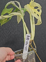 Variegated Monstera Adansonii Albo - Rare Swiss Cheese EXACT Same Plant - US Seller