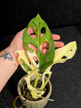 Variegated Monstera Adansonii Albo - Rare Swiss Cheese EXACT Same Plant - US Seller
