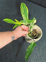 Variegated Philodendron Florida Beauty in a Nursery Pot - Rare Collector Plant - Exact Plant - US Seller