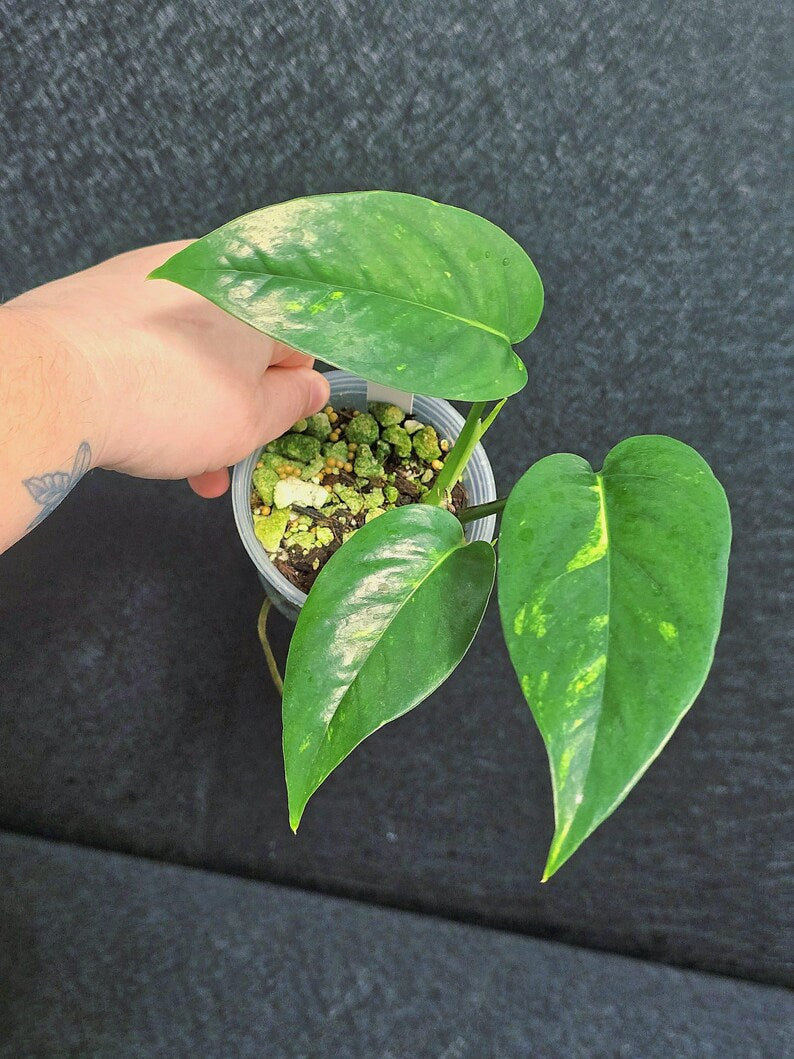 Variegated Epipremnum Yellow Golden Flame - Collector Rare Exact Plant - Pet Friendly Plants - US Seller