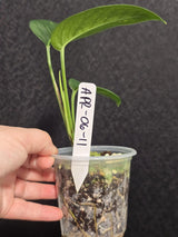 Variegated Epipremnum Yellow Golden Flame - Collector Rare Exact Plant - Pet Friendly Plants - US Seller
