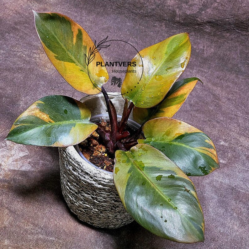 Variegated Black Cardinal Philodendron Live Plant - EXTREMELY Rare Collector Plant - Very Hard to come by - Indoor Plant - US Seller