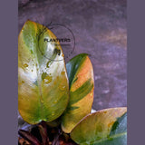 Variegated Black Cardinal Philodendron Live Plant - EXTREMELY Rare Collector Plant - Very Hard to come by - Indoor Plant - US Seller