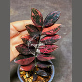 Rare Variegated Pink Raven ZZ Plant Cutting UNROOTED - Zamioculcas Zamiifolia Raven Variegata - Exotic Black & Pink Plant - US Seller