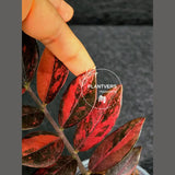 Rare Variegated Pink Raven ZZ Plant Cutting UNROOTED - Zamioculcas Zamiifolia Raven Variegata - Exotic Black & Pink Plant - US Seller