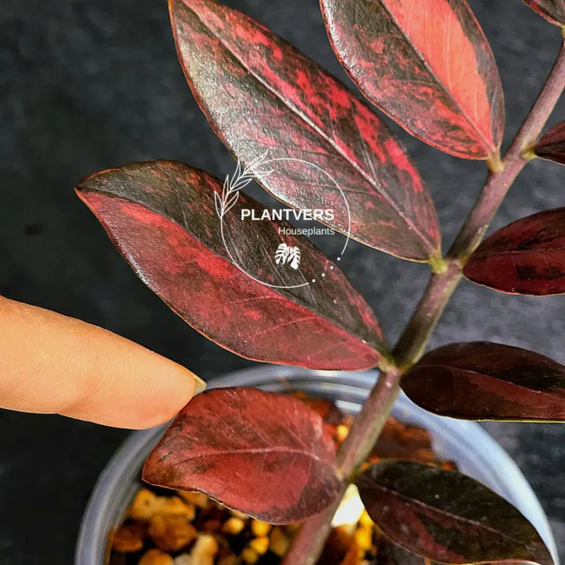 Rare Variegated Pink Raven ZZ Plant Cutting UNROOTED - Zamioculcas Zamiifolia Raven Variegata - Exotic Black & Pink Plant - US Seller