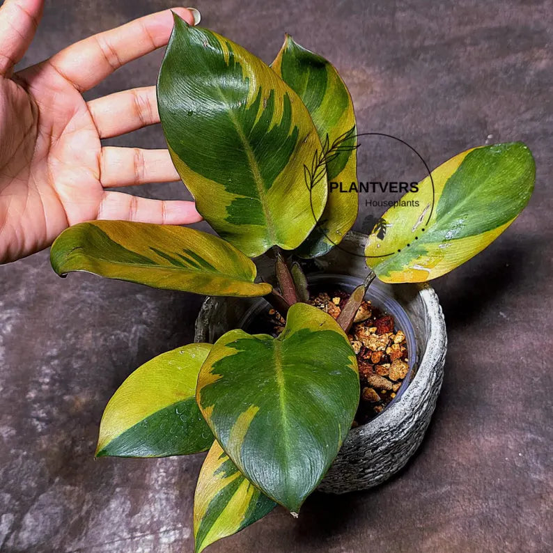 Variegated Black Cardinal Philodendron Live Plant - EXTREMELY Rare Collector Plant - Very Hard to come by - Indoor Plant - US Seller