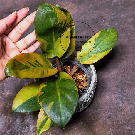 Variegated Black Cardinal Philodendron Live Plant - EXTREMELY Rare Collector Plant - Very Hard to come by - Indoor Plant - US Seller