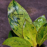 Philodendron Red Congo Variegated Live Plant - Red Congo Mint Hybrid Indoor Outdoor Gardening Super Rare Plants - Hard to Come By -US Seller
