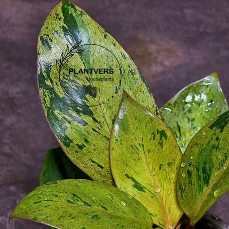Philodendron Red Congo Variegated Live Plant - Red Congo Mint Hybrid Indoor Outdoor Gardening Super Rare Plants - Hard to Come By -US Seller