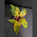 Variegated Black Cardinal Philodendron Live Plant - EXTREMELY Rare Collector Plant - Very Hard to come by - Indoor Plant - US Seller