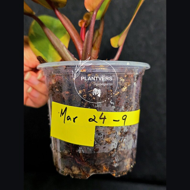 Variegated Black Cardinal Philodendron Live Plant - EXTREMELY Rare Collector Plant - Very Hard to come by - Indoor Plant - US Seller