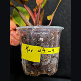 Variegated Black Cardinal Philodendron Live Plant - EXTREMELY Rare Collector Plant - Very Hard to come by - Indoor Plant - US Seller