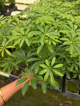 Schefflera 