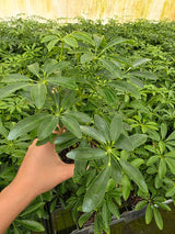 Umbrella Plant