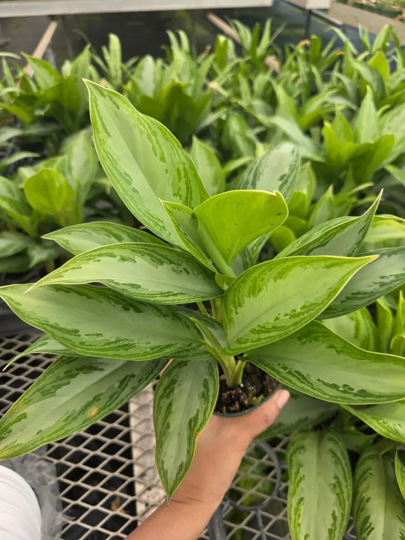 Aglaonema Silver Bay in 4" Nursery Pot - Chinese Evergreen Plant - Indoor Houseplant - Low Light Plant - Air Purifying Plant