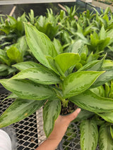 Aglaonema Silver Bay in 4" Nursery Pot - Chinese Evergreen Plant - Indoor Houseplant - Low Light Plant - Air Purifying Plant