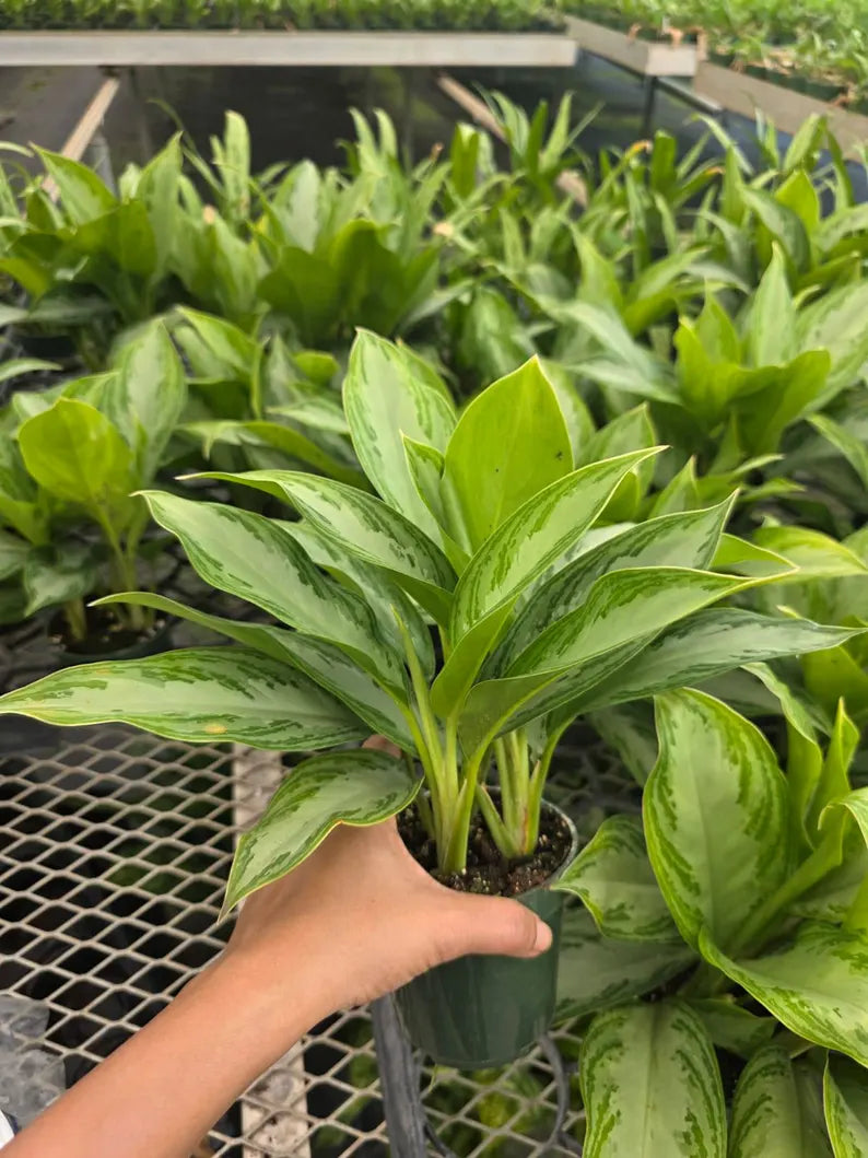 Aglaonema Silver Bay in 4" Nursery Pot - Chinese Evergreen Plant - Indoor Houseplant - Low Light Plant - Air Purifying Plant