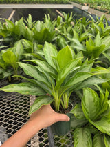 Aglaonema Silver Bay in 4" Nursery Pot - Chinese Evergreen Plant - Indoor Houseplant - Low Light Plant - Air Purifying Plant