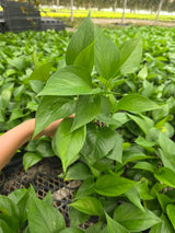 Jade Pothos in 4" Nursery Pot - Epipremnum Aureum Green Indoor Houseplant - Easy Care Plant - Low Light Plant - Live Trailing Plant Gift