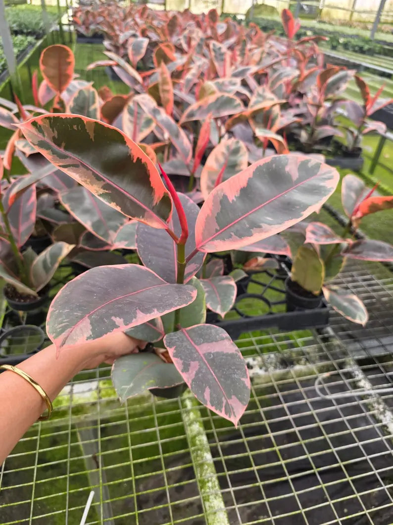 Ficus Ruby in 4" Nursery Pot - Ficus Elastica Ruby - Variegated Rubber Plant - Indoor Houseplant - Pink Plant - Easy Care Live Plant