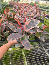 Ficus Ruby in 4" Nursery Pot - Ficus Elastica Ruby - Variegated Rubber Plant - Indoor Houseplant - Pink Plant - Easy Care Live Plant