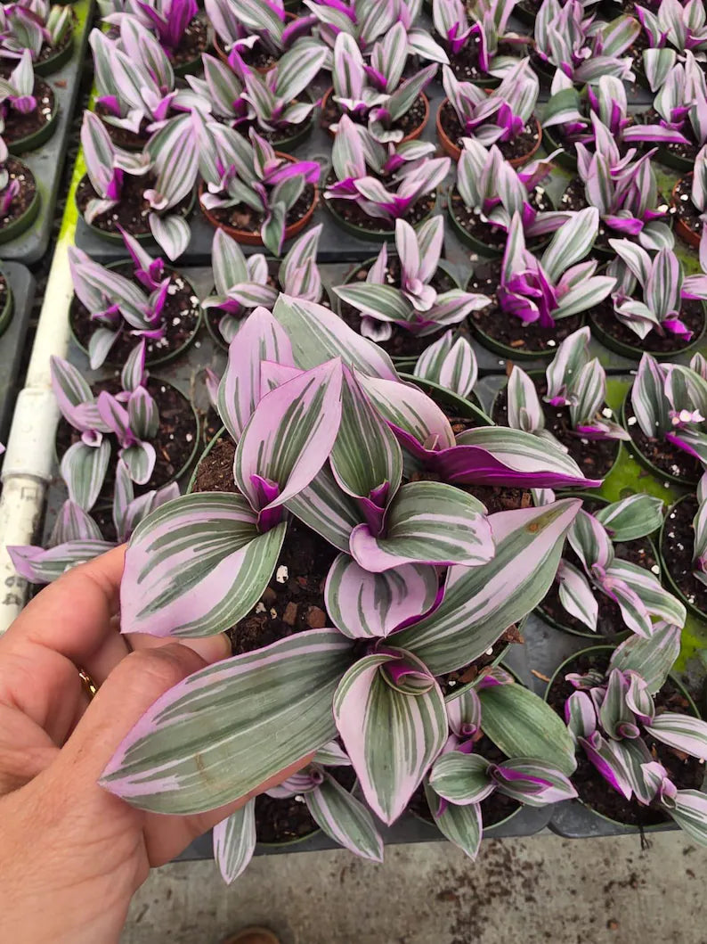 Tradescantia Nanouk in a 4" Nursery Pot - Pink Purple Houseplant - Indoor Trailing Plant - Easy Care Live Plant