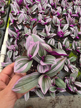 Tradescantia Nanouk in a 4" Nursery Pot - Pink Purple Houseplant - Indoor Trailing Plant - Easy Care Live Plant